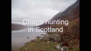 Chaga hunting in Scotland [upl. by Aihsa]