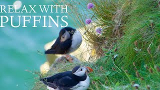 🌊 Ocean Ambience at a Sea Cave Scotland Relax With Puffins [upl. by Laehcimaj775]