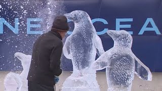 African penguin ice sculpture on display in Boston [upl. by Kania]