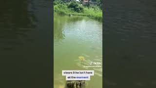 Tilapia 🐠🐠 feeding subscribe like comment cover bobmarley reggae live [upl. by Brody180]