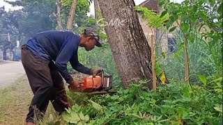 Tebang pohon mahoni pinggir jalan ‼️ STIHL ms381 [upl. by Aseretairam]