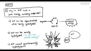 123 Why is ATP a good energy currency molecule Cambridge AS A Level Biology 9700 [upl. by Veta]