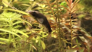 Doctor Fish eating Algae [upl. by Gereld]