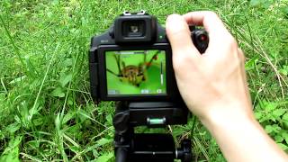 Super Macro Photography Tutorial  Canon PowerShot SX60 HS amp Raynox DCR150 Macro Lens [upl. by Girardo]