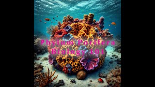 Exploring Phylum Porifera The Fascinating World of Sponges [upl. by Adne]