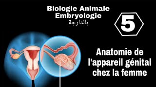 شرح بالدارجة لملخصbiologie Animale embryologie S2 L1 Snv Anatomie de lappareil génital de la femme [upl. by Elagiba]