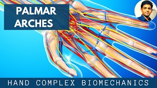 PALMAR ARCHESHAND BIOMECHANICS [upl. by Fidele]