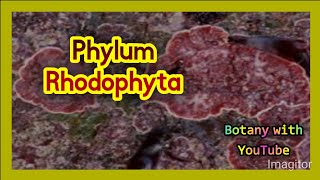 Phylum Rhodophyta botanywithyoutube botany english [upl. by Nattie]