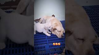 සෙල්ලම් කරමුකෝ අම්මේ shots shorts short pets doglover cutedog dog cute [upl. by Iamhaj504]