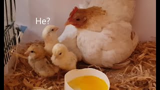 Tiny Serama Chicks Hatch and Grow Up Serama Chicken Egg Hatching By Cute Pet Hen [upl. by Goles941]