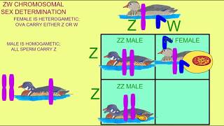 Haldanes rule sterility in interspecific hybrids affects the heterogametic gender [upl. by Janice635]