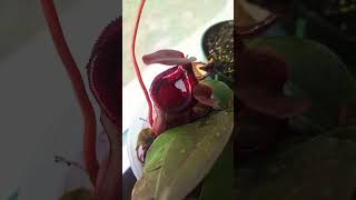 All my Nepenthes garden houseplantplants nepenthes carnivorousplant [upl. by Sel746]