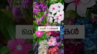 Orchid vinca rosea plants  Chinju Joseph orchids vincaplant groundorchid plantlovers flowers [upl. by Gnni]