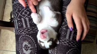 Husky puppy dreaming [upl. by Murtha]