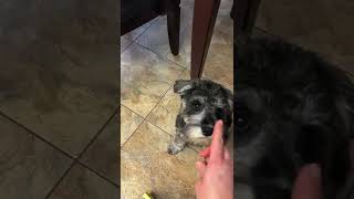 🐶 Spot the Mini Schnauzer learns a trick [upl. by Meela830]