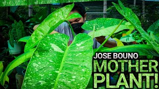 MOTHER TO MOTHER PLANT PROPAGATION OF PHILODENDRON JOSE BOUNO  trending aroids philodendron [upl. by Dru]