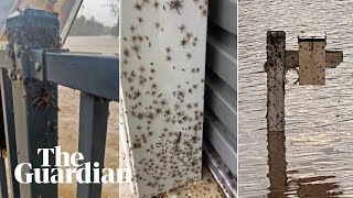 Look at them all Spiders escape to higher ground during NSW floods [upl. by Erdnassac]