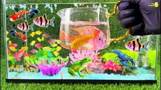 41 min relaxing colorful fishtank aquarium crayfish koi betta fish goldfish glofish tetra frog [upl. by Eyllib]