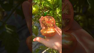 Harvesting and Slicing a Marmande Tomato  Fresh from the Garden tomato asmr slice satisfying [upl. by Cairistiona]