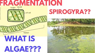 Fragmentation in Spirogyra  Fragmentation in ponds  Fragmentation class 7th  DARSHAN CLASSES [upl. by Gibrian]