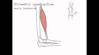 Contraction types skeletal muscle 4 [upl. by Vola]