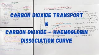 Carbon dioxideTransport l Carbon dioxide Dissociation Curve l Haldane effect respiratoryphysiology [upl. by Oiratno]