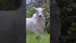 Beautiful Cow 🐮 cow cowvideos cattle animals shorts [upl. by Candice]