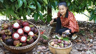 Harvest Mangosteen from grandmother back yard  Yummy mangosteen  Cooking with Sreypov [upl. by Ysied]