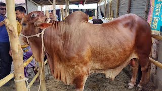 Biggest Cow  ParaGram Gorur hat Ambari Gorur hat 2023 [upl. by Airtened]