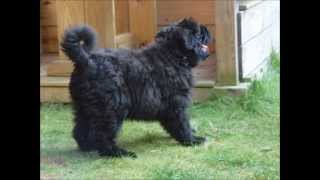 Bouvier des Flandres First 6 months of Dutch Bouvier pup Donna [upl. by Riana]