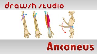 The Anconeus Muscle [upl. by Bevash]