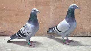 500km Headwind Pigeon Race Arrivals [upl. by Anai252]