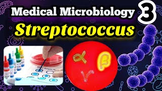 Streptococcus شرح بالعربي Morphology Classification and identification [upl. by Enirbas]