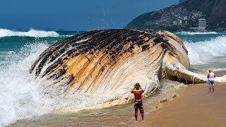 Le 7 Più Grandi Creature Degli Oceani [upl. by Arawaj]