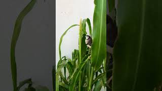 Beautiful Owl Finch Eating Grass seeds birds nature birdslover naturelovers birdwatching [upl. by Yanrahs468]