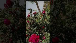 poetrylinesexactly🥹🥹🥹viral my video❤️‍🩹❤️‍🩹❤️‍🩹 [upl. by Adnoral]