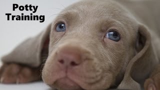 How To Potty Train A Weimaraner Puppy  Weimaraner House Training  Housebreaking Weimaraner Puppies [upl. by Nylatsyrc475]