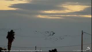 Moritos en vuelo Webcam laguna Riet Vell seobirdlife [upl. by Alvie]