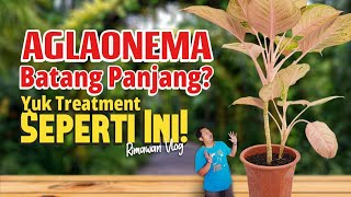 Eps 402 Cara Treatment Aglaonema Berbatang Panjang  Rimawan Vlog [upl. by Anaert]