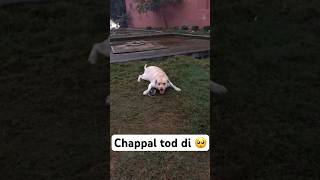 Subhe subhe gila ho gya dog labrador shorts shortsvideo ytshorts pets [upl. by Raynah]