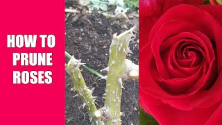 How to Prune Roses [upl. by Proctor933]