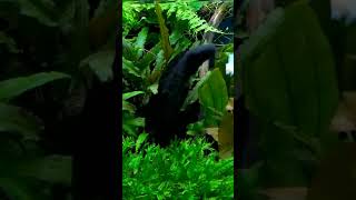 Video Shorst Relaxation Music For parachanna africana 1🐠🐠🐠 [upl. by Hesther210]