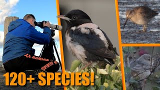 The BIGGEST BIRDING WEEKEND of the year in Dutch Birding 2024 [upl. by Vincenty]