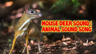 Mouse Deer Sound  Animal Sound Song [upl. by Eiramit166]