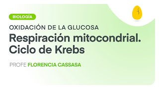 Respiración mitocondrial Ciclo de Krebs  Biología  Oxidación de la glucosa  V4  Egg Educación [upl. by Tare685]