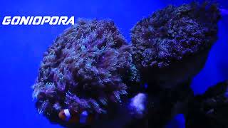 GONIOPORA  The Most Striking Coral [upl. by Cloris]