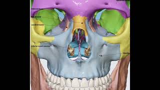 Bones forming Paranasal sinus 3D anatomy [upl. by Airamesor537]