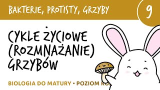 Cykle życiowe rozmnażanie grzybów  Bakterie grzyby protisty 9  matura z biologii liceum [upl. by Anoit866]