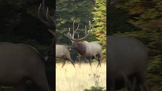 Rutting Elk … Whos Ready shorts elk idaho [upl. by Alliuqat]