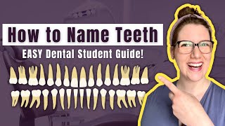 Basic Dental Terminology for Tooth Classification Made EASY  Dental Student Study Guide [upl. by Keyek702]